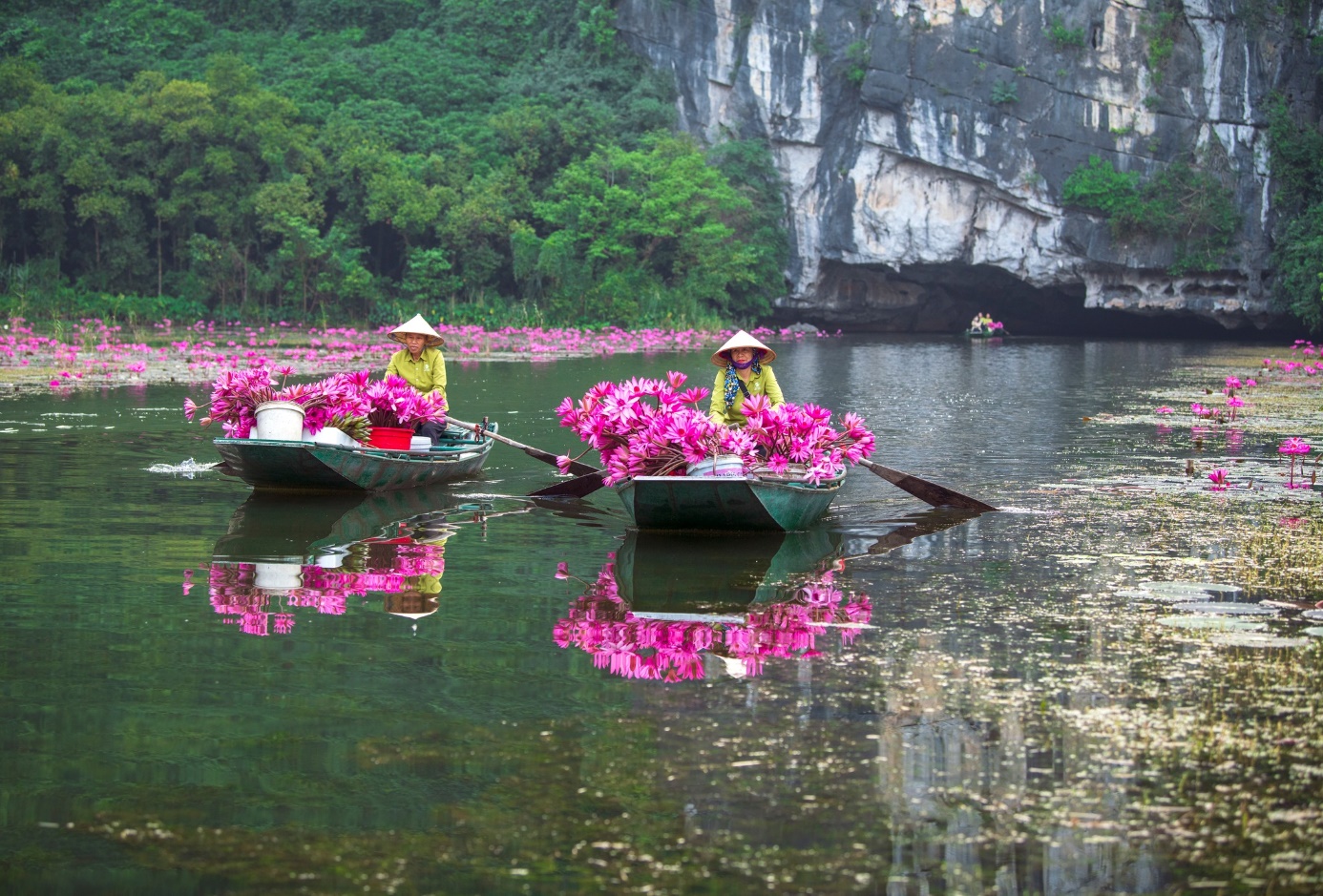 Mùa hoa súng nở rộ tạo nên cảnh đẹp như tranh ở Tam Cốc - 8