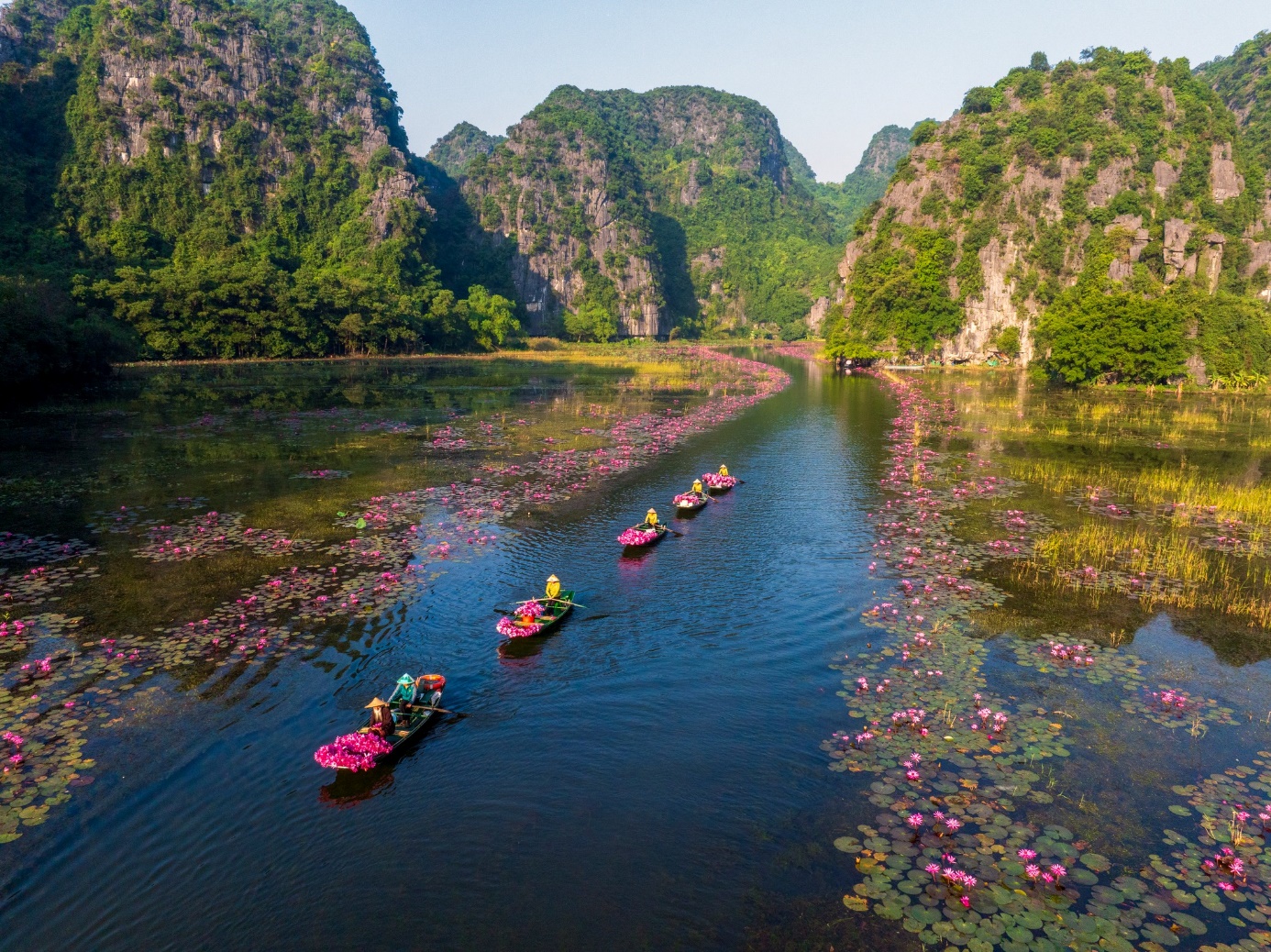 Mùa hoa súng nở rộ tạo nên cảnh đẹp như tranh ở Tam Cốc - 6