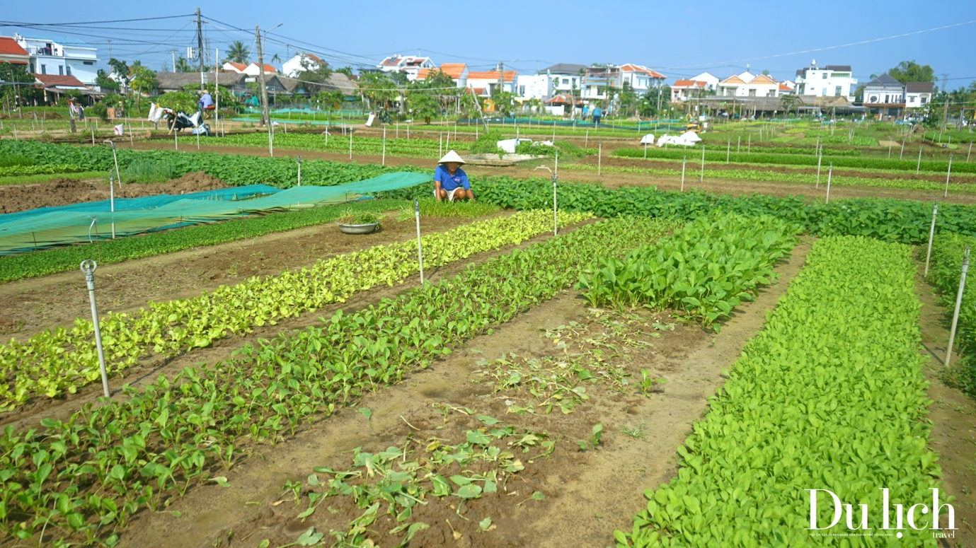 Về Hội An, thăm “Làng Du lịch tốt nhất thế giới” - 1