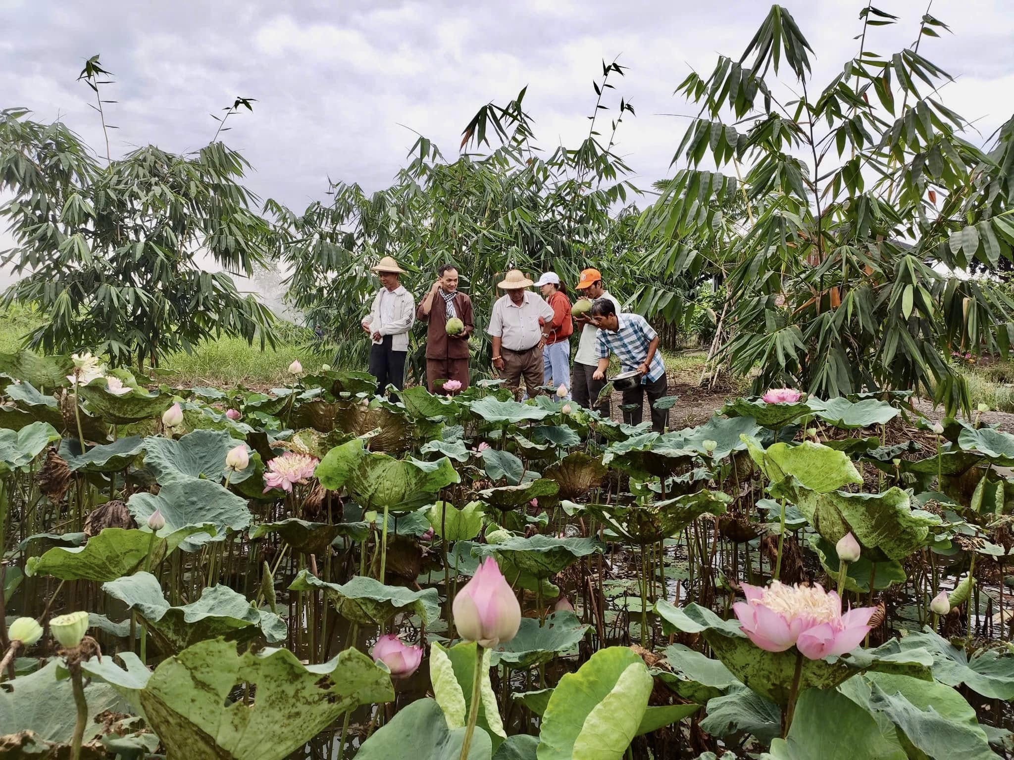 Chương trình tín dụng đột phá, thúc đẩy du lịch nông nghiệp TP.HCM phát triển - 1