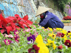  - Ngắm ngàn hoa khoe sắc rực rỡ trước ngày khai hội lớn tại Đà Lạt