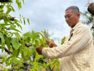 Chuyện hay - Ghé thăm vườn mai bạc tỷ tuyệt đẹp của người nông dân đô thị ở Thủ Đức