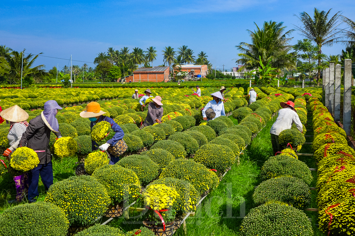 Về Chợ Lách du hội hoa kiểng, xem đá gà, thưởng thức Đờn ca tài tử - 3