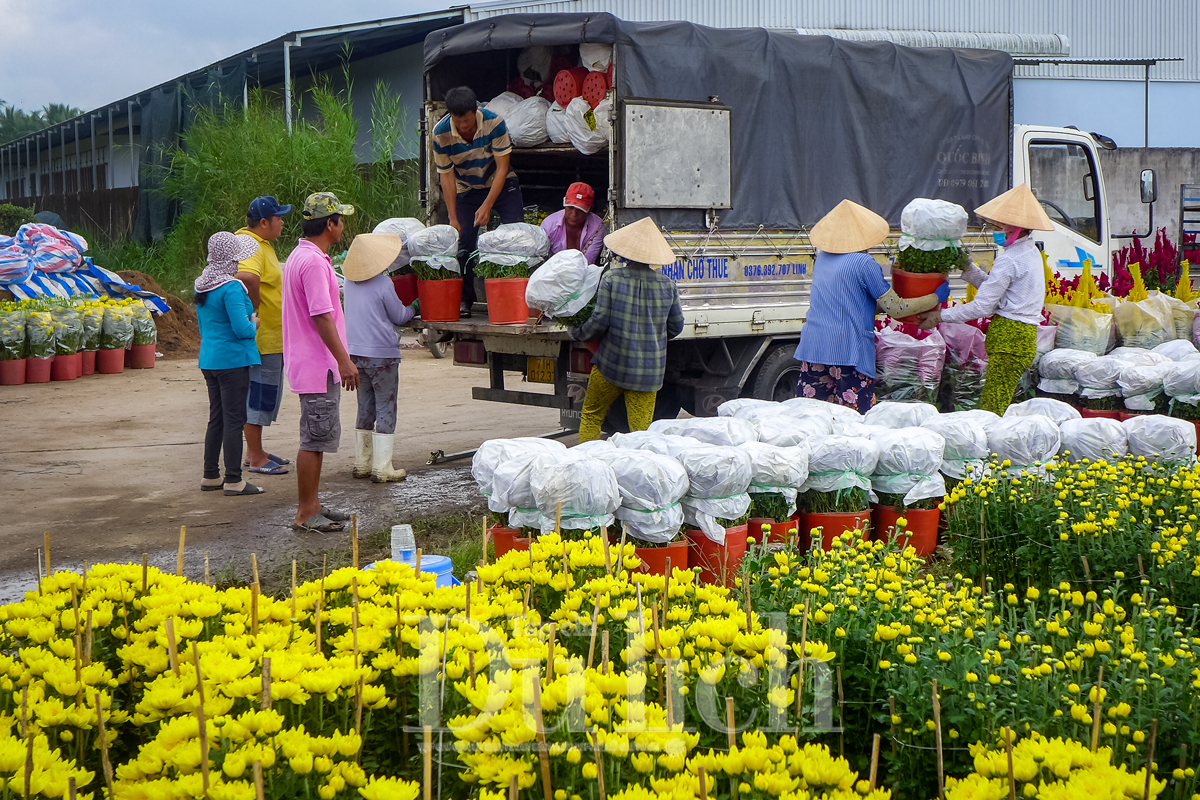 Về Chợ Lách du hội hoa kiểng, xem đá gà, thưởng thức Đờn ca tài tử - 6