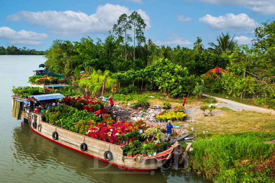 Về Chợ Lách du hội hoa kiểng, xem đá gà, thưởng thức Đờn ca tài tử - 5