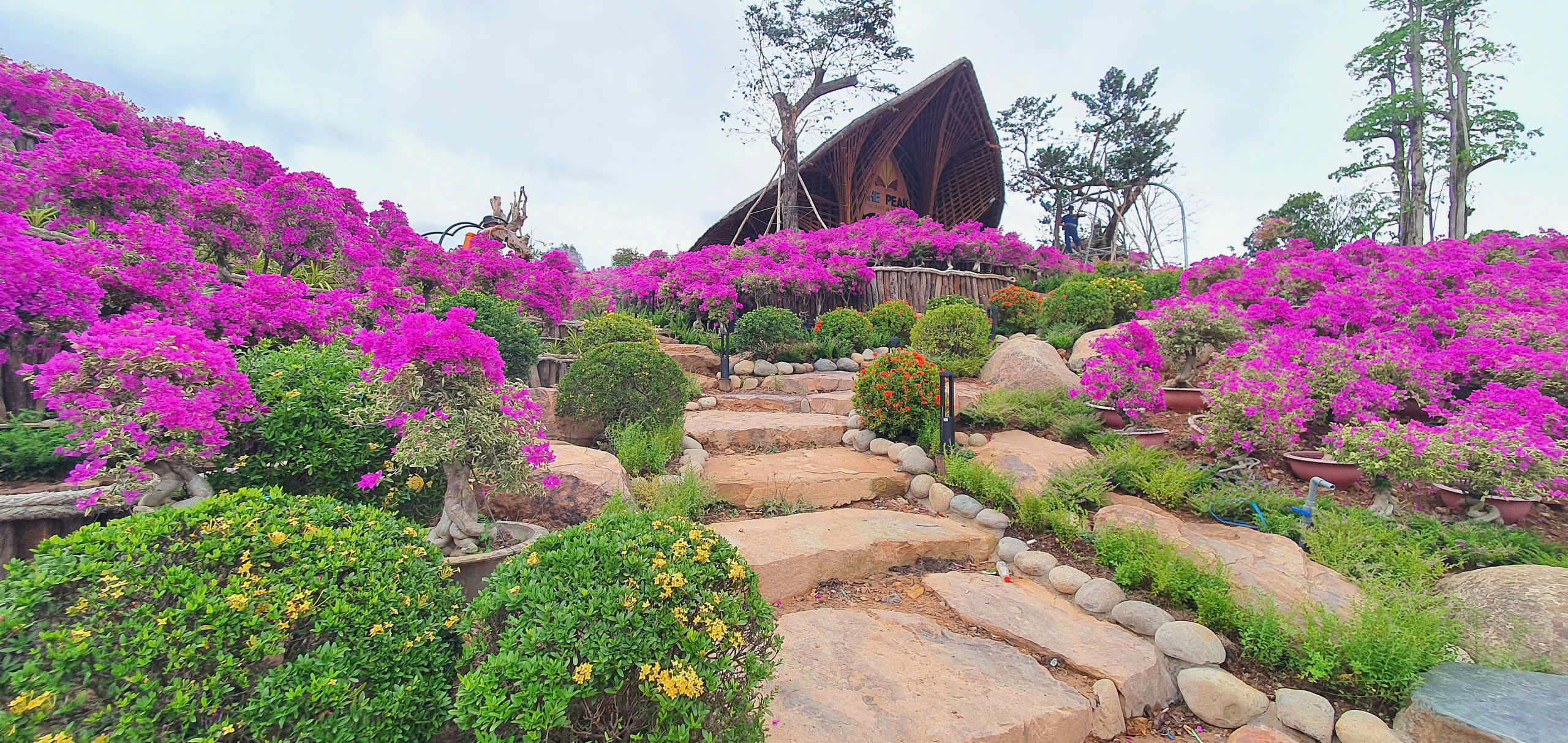 lac buoc o the peak - ‘vuon dia dang’ giua long phu quoc - 1