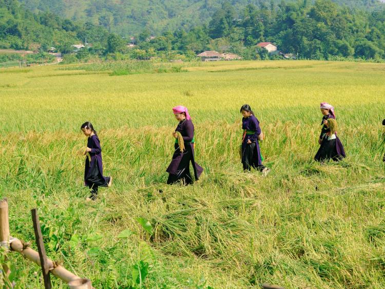 Sản vật Cốm - Từ cánh đồng đến phiên chợ