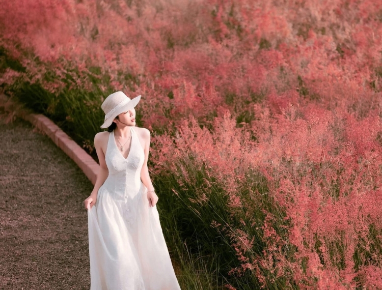 Đồi cỏ hồng Mộc Châu mơ màng tựa giấc mộng cổ tích