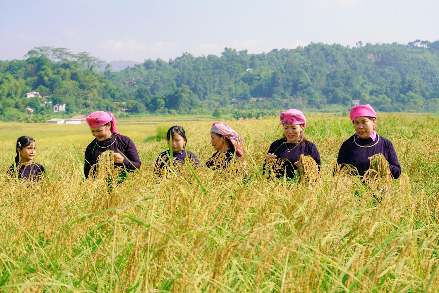 Sản vật Cốm - Từ cánh đồng đến phiên chợ - 4