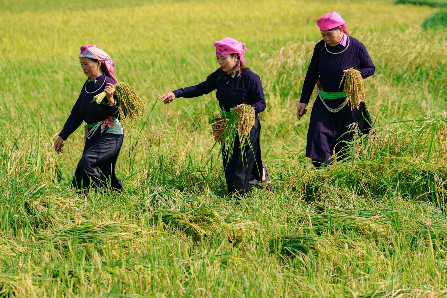 Sản vật Cốm - Từ cánh đồng đến phiên chợ - 1