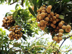 Long Hải (TP.HCM): Tăng hiệu quả chính sách nông thôn bằng mô hình liên kết, du lịch