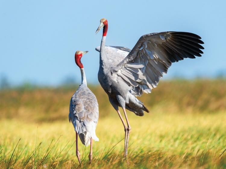 Ra mắt sách ảnh 'Sếu đầu đỏ': Khoảnh khắc đầy cảm xúc với nhiếp ảnh gia Nguyễn Trường Sinh