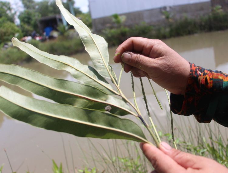 Thương nhớ chổi ráng miền Tây