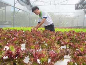  - Nhãn hiệu ‘Phát thải thấp’, tín chỉ carbon: Giải pháp mới hỗ trợ nông nghiệp TP.HCM