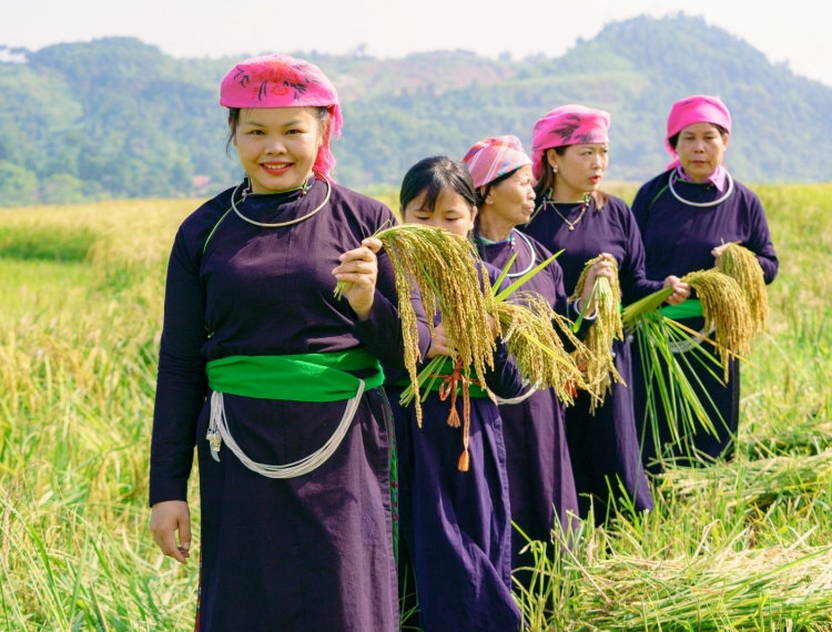 Nghề làm cốm: Nét đẹp văn hóa truyền đời của người Tày ở Hợp Thành