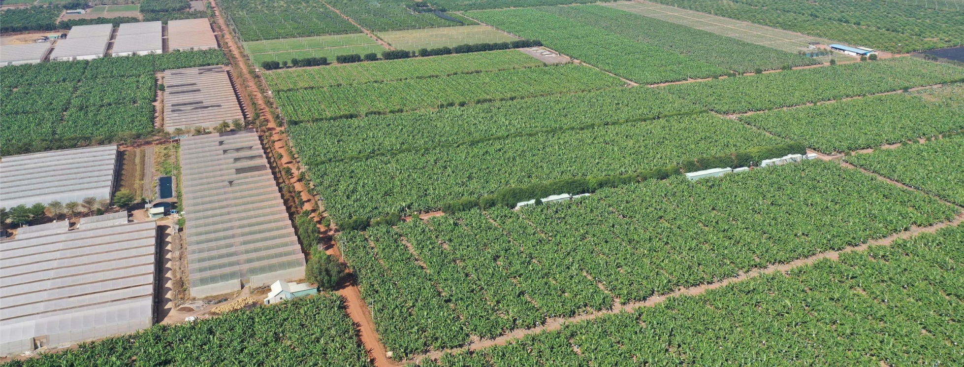 Quy trình xuất khẩu chuẩn quốc tế trở thành 'đặc sản' du lịch nông thôn - 1