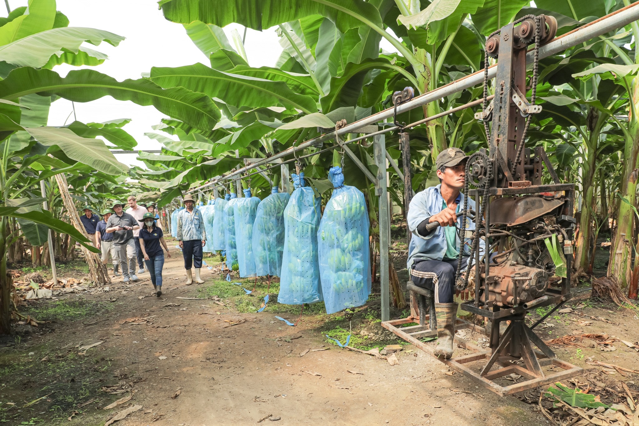 Quy trình xuất khẩu chuẩn quốc tế trở thành 'đặc sản' du lịch nông thôn - 3