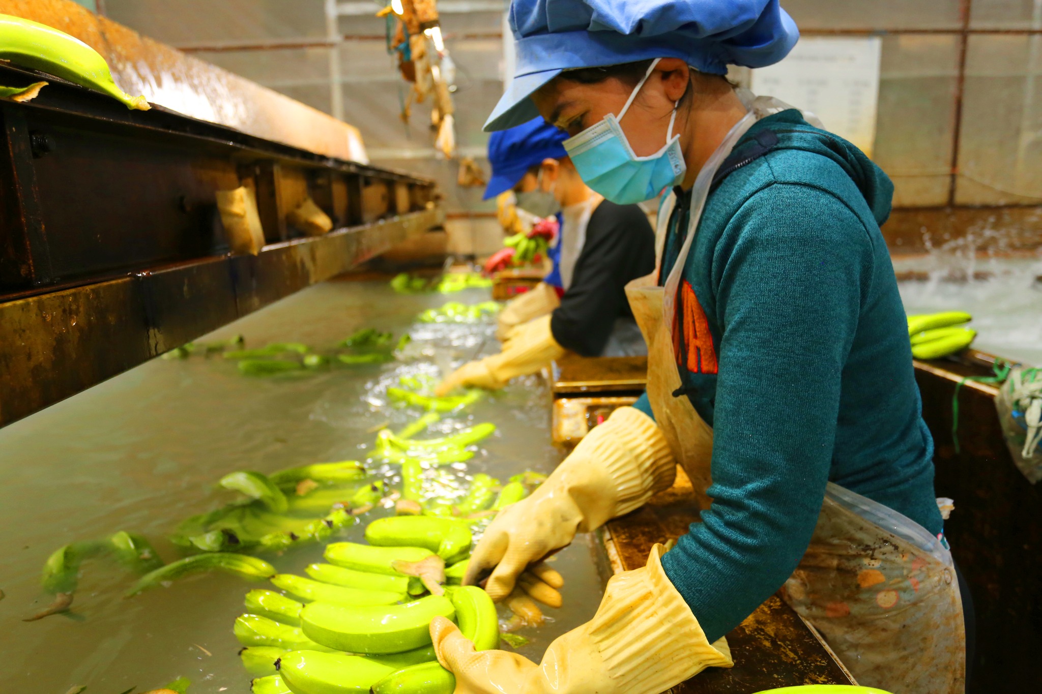 Quy trình xuất khẩu chuẩn quốc tế trở thành 'đặc sản' du lịch nông thôn - 5