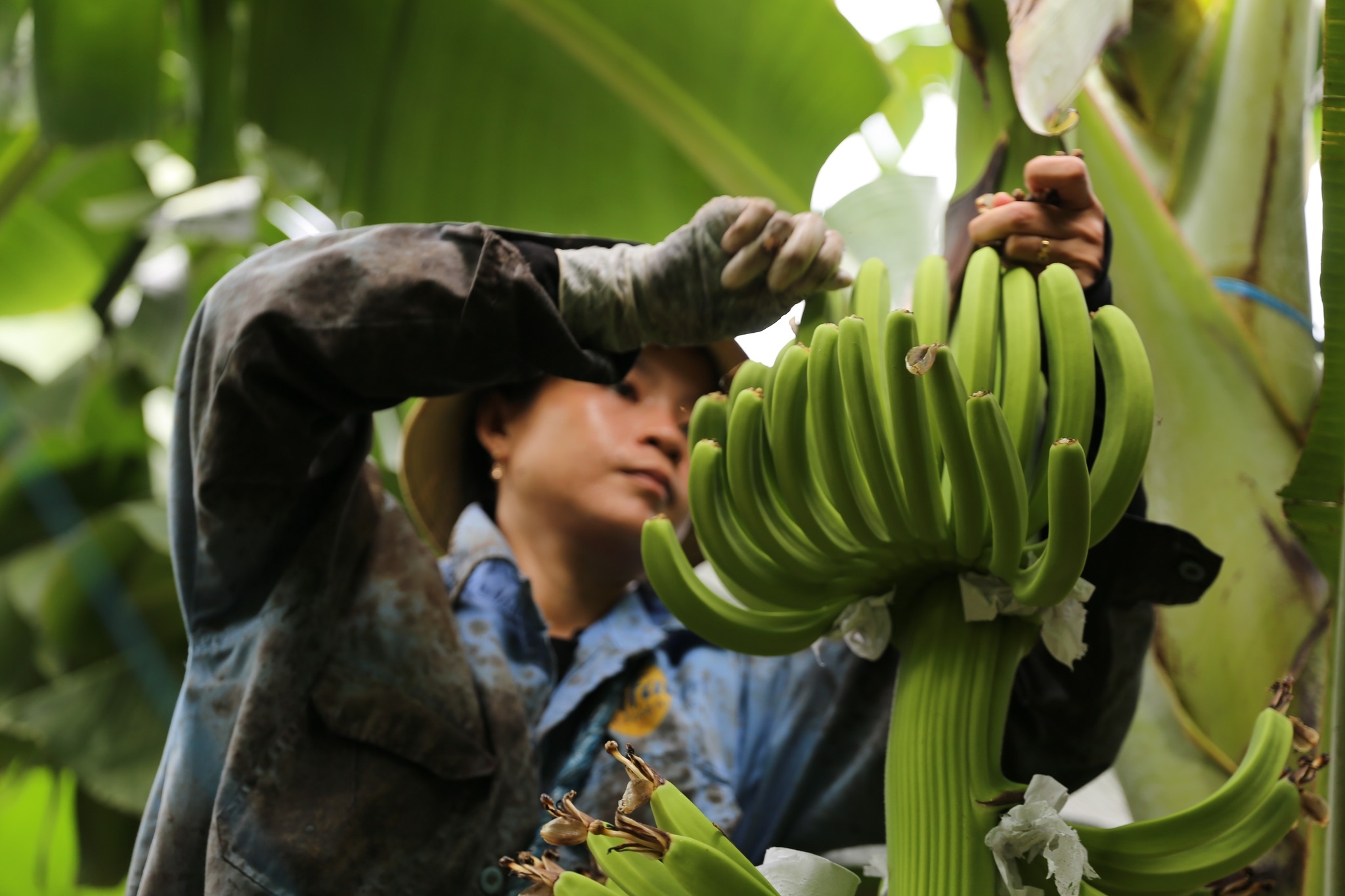 Quy trình xuất khẩu chuẩn quốc tế trở thành 'đặc sản' du lịch nông thôn - 8