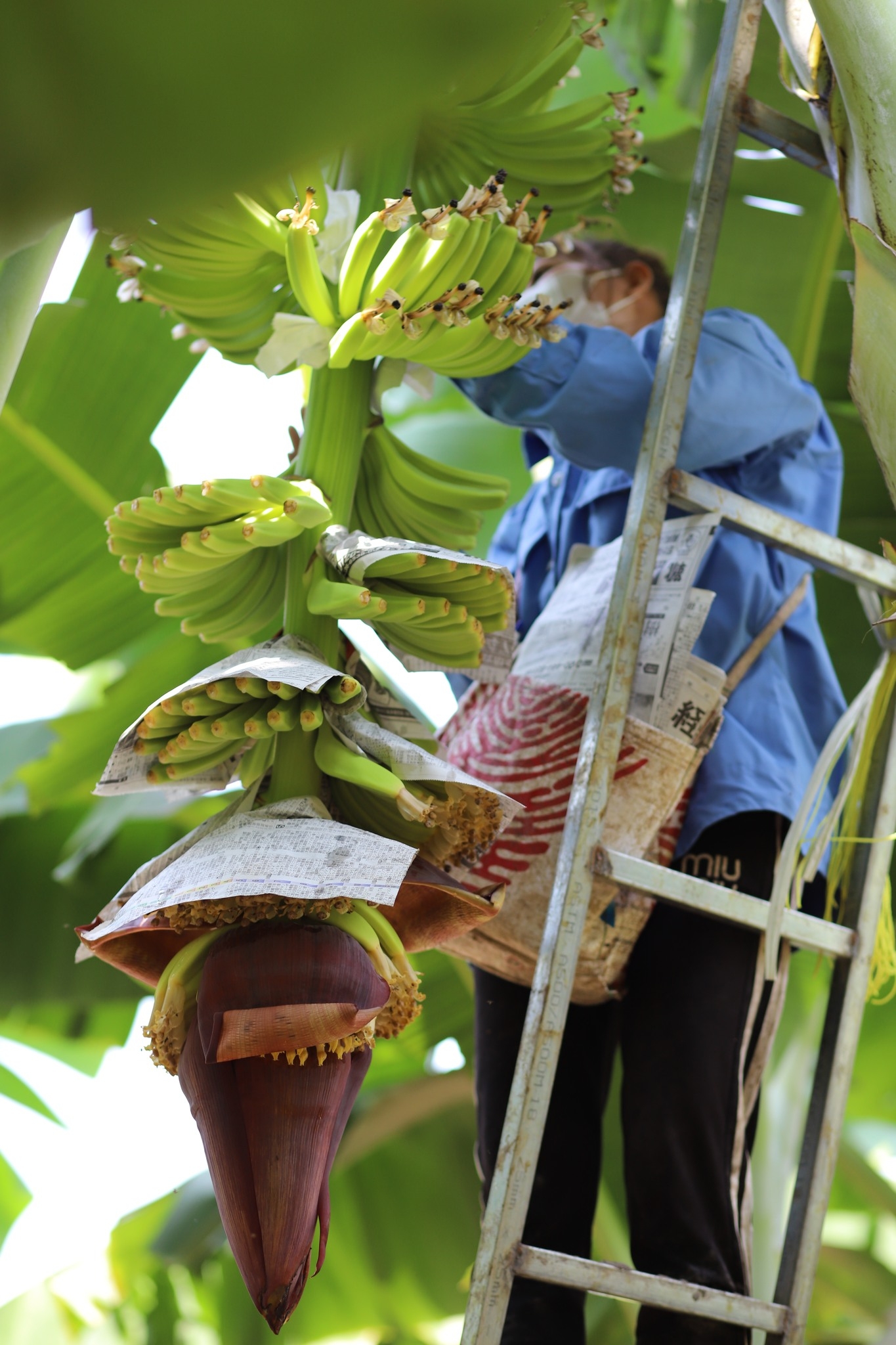 Quy trình xuất khẩu chuẩn quốc tế trở thành 'đặc sản' du lịch nông thôn - 9