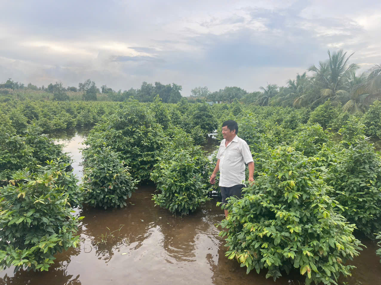 Nguy cơ thiệt hại hàng trăm tỷ đồng tại làng mai Bình Lợi - 1