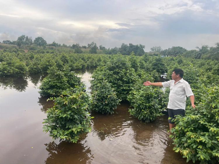 Nguy cơ thiệt hại hàng trăm tỷ đồng tại làng mai Bình Lợi