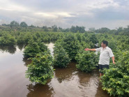 Chuyển động - Nguy cơ thiệt hại hàng trăm tỷ đồng tại làng mai Bình Lợi