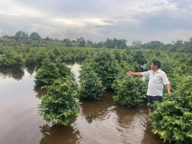 - Nguy cơ thiệt hại hàng trăm tỷ đồng tại làng mai Bình Lợi