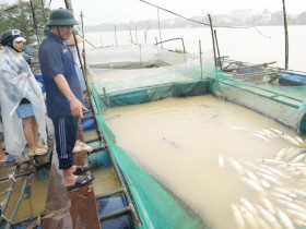 - Thăm hỏi và động viên người dân nuôi cá lồng bị thiệt hại do mưa lũ