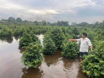  - Nguy cơ thiệt hại hàng trăm tỷ đồng tại làng mai Bình Lợi