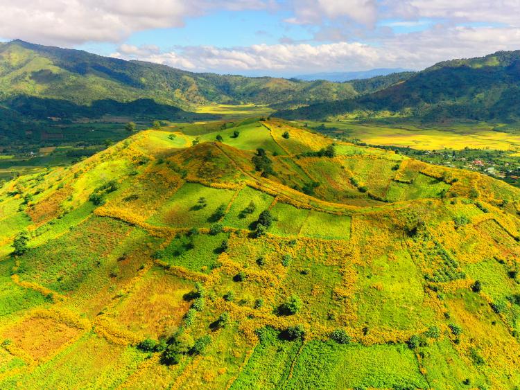 Đi xem hoa dã quỳ nở rực rỡ trên núi lửa Chư Đang Ya