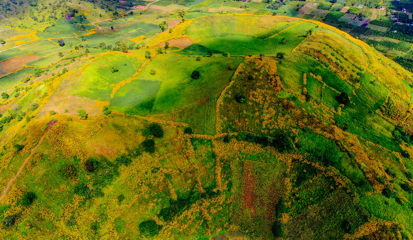 di xem hoa da quy no ruc ro tren nui lua chu dang ya - 5