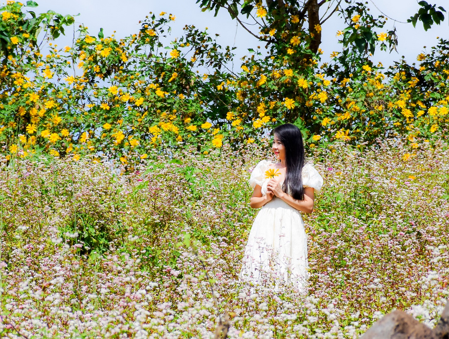 di xem hoa da quy no ruc ro tren nui lua chu dang ya - 8