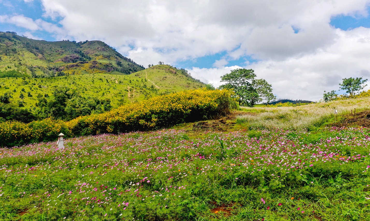 di xem hoa da quy no ruc ro tren nui lua chu dang ya - 3