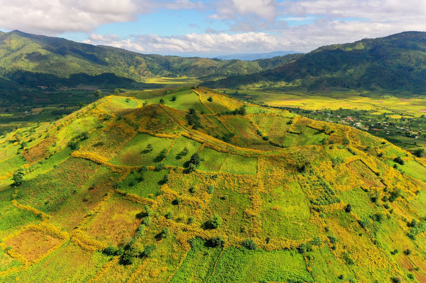di xem hoa da quy no ruc ro tren nui lua chu dang ya - 6