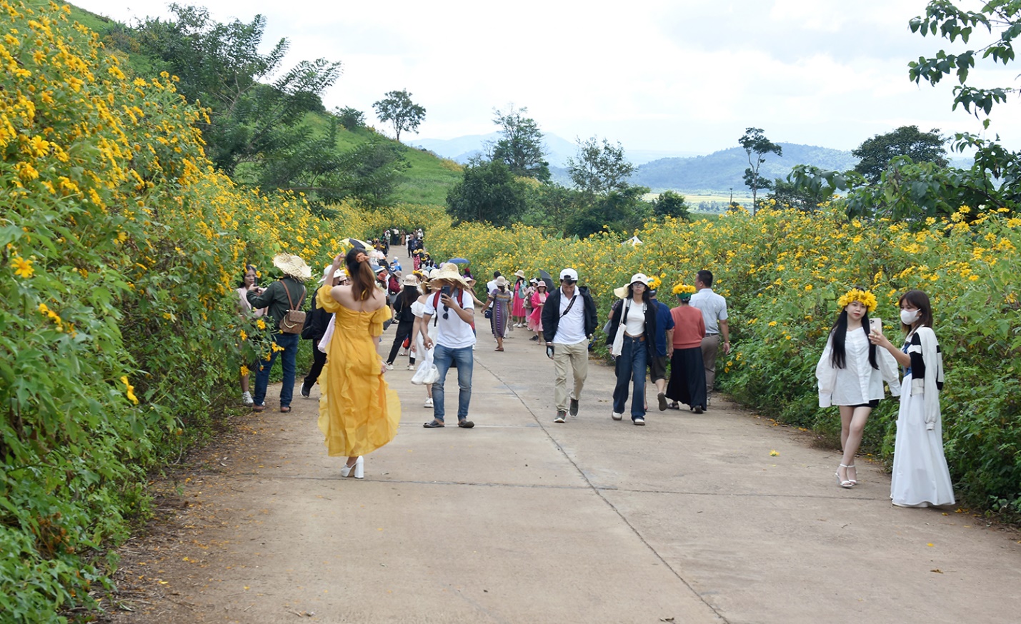 di xem hoa da quy no ruc ro tren nui lua chu dang ya - 11