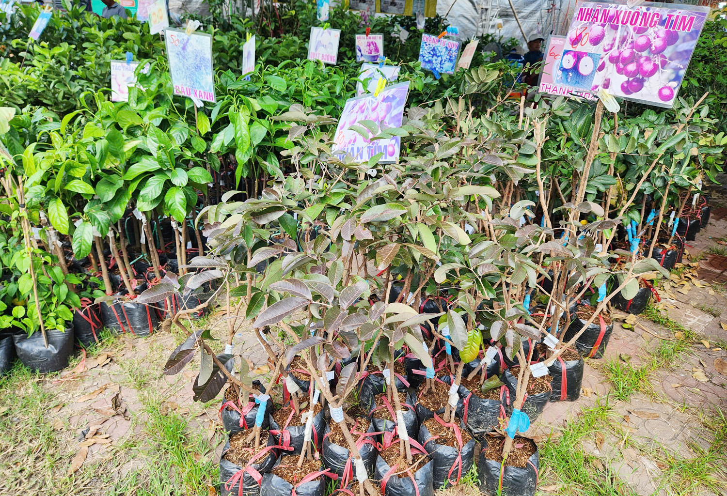 Doanh nghiệp du lịch mang gạo ST25 hữu cơ đến Lễ hội Oóc Om Bóc - 17