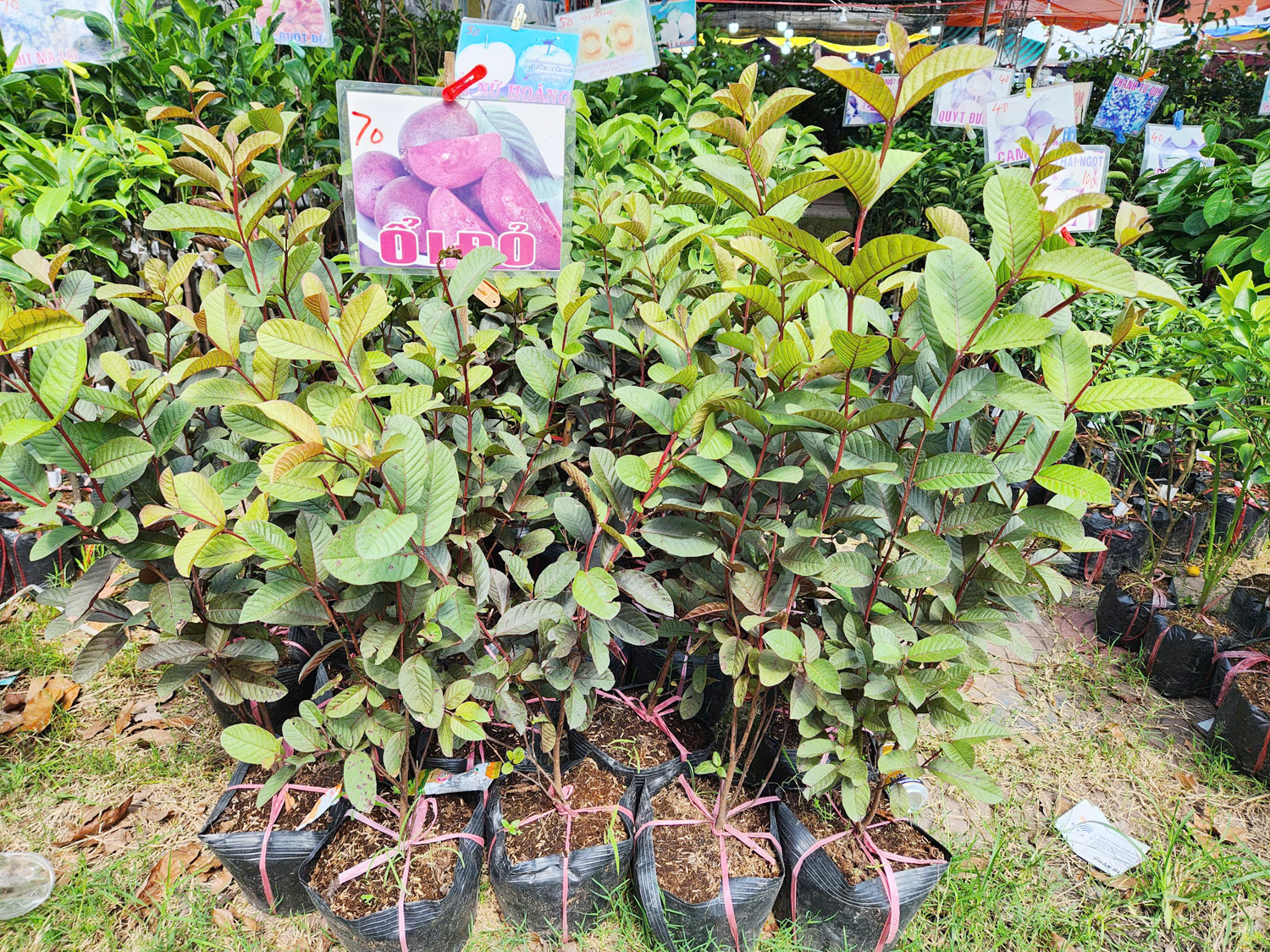 Doanh nghiệp du lịch mang gạo ST25 hữu cơ đến Lễ hội Oóc Om Bóc - 18