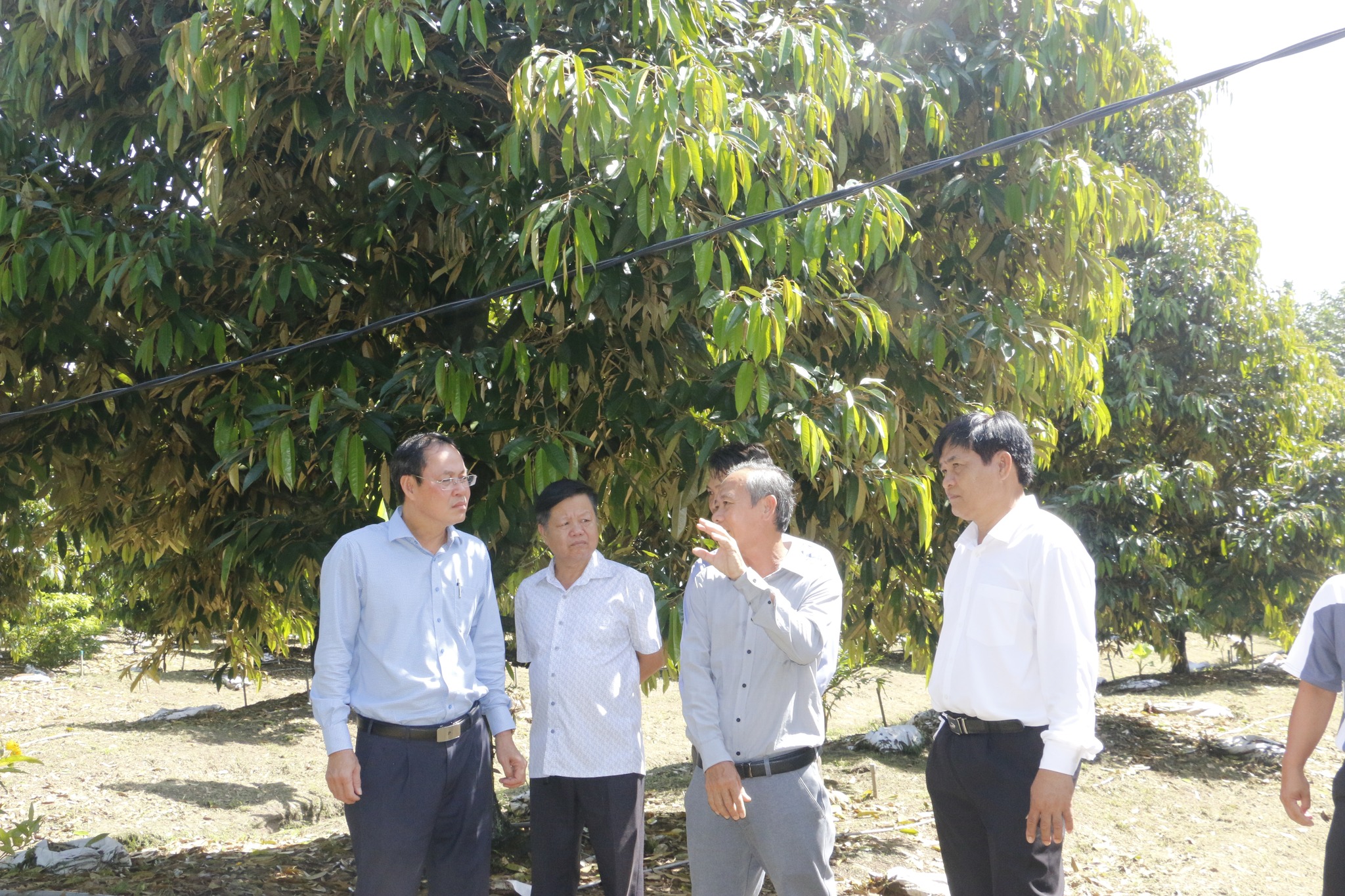 TP.HCM: Nhân rộng mô hình trang trại quy mô lớn là giải pháp phát triển ngành nghề nông thôn - 2