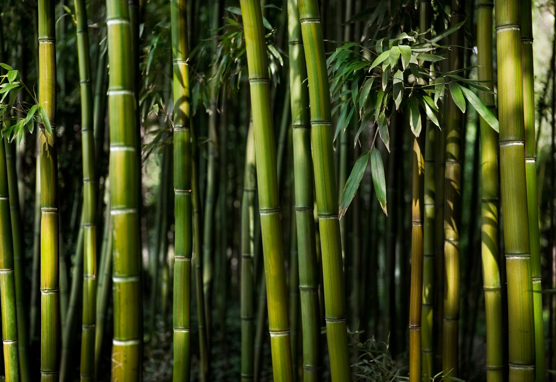 'Chạm' vào làng tre Phú An – Bảo tàng 'sống' của tre Việt - 5