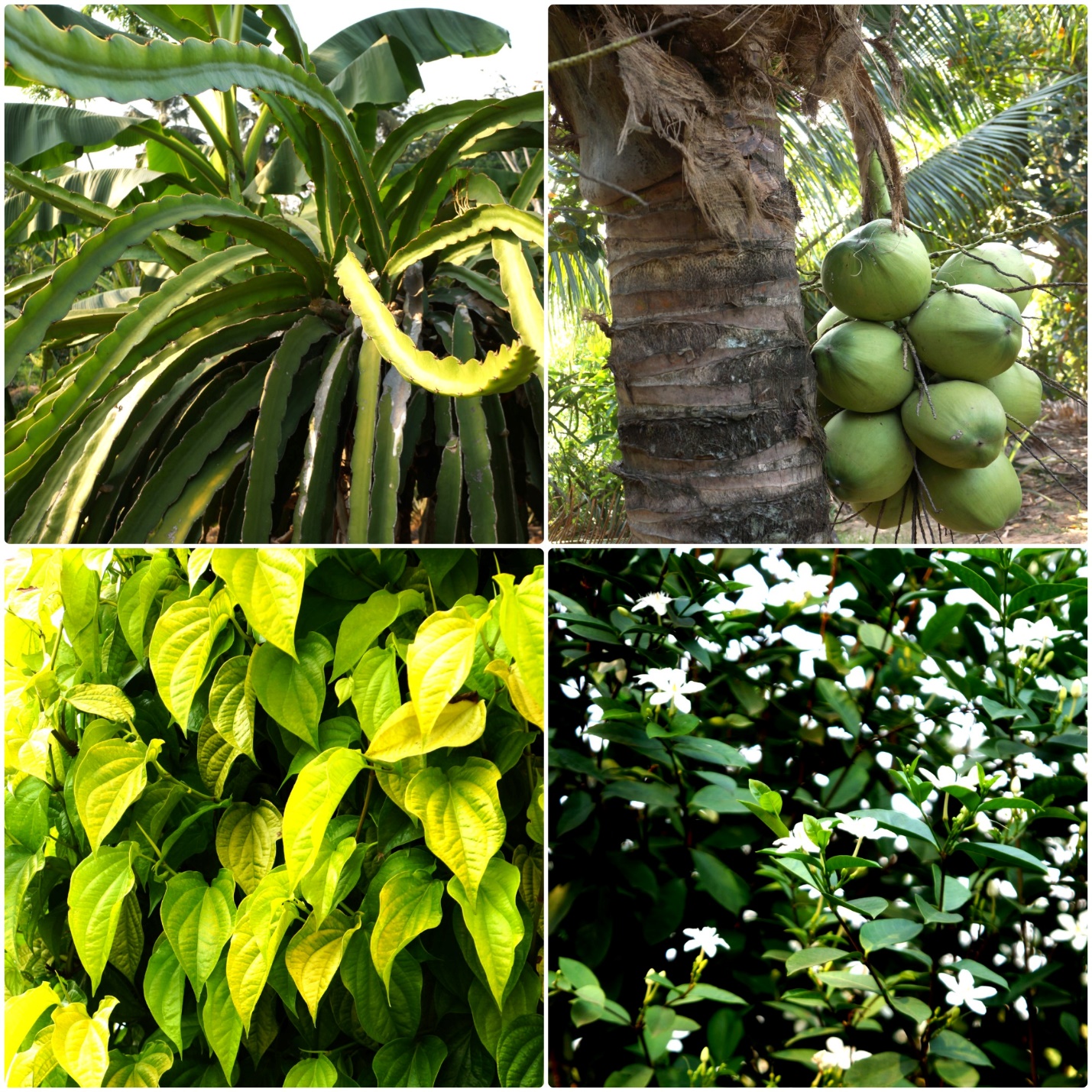 Thăm người lãnh đạo giản dị giữa làng quê - 7