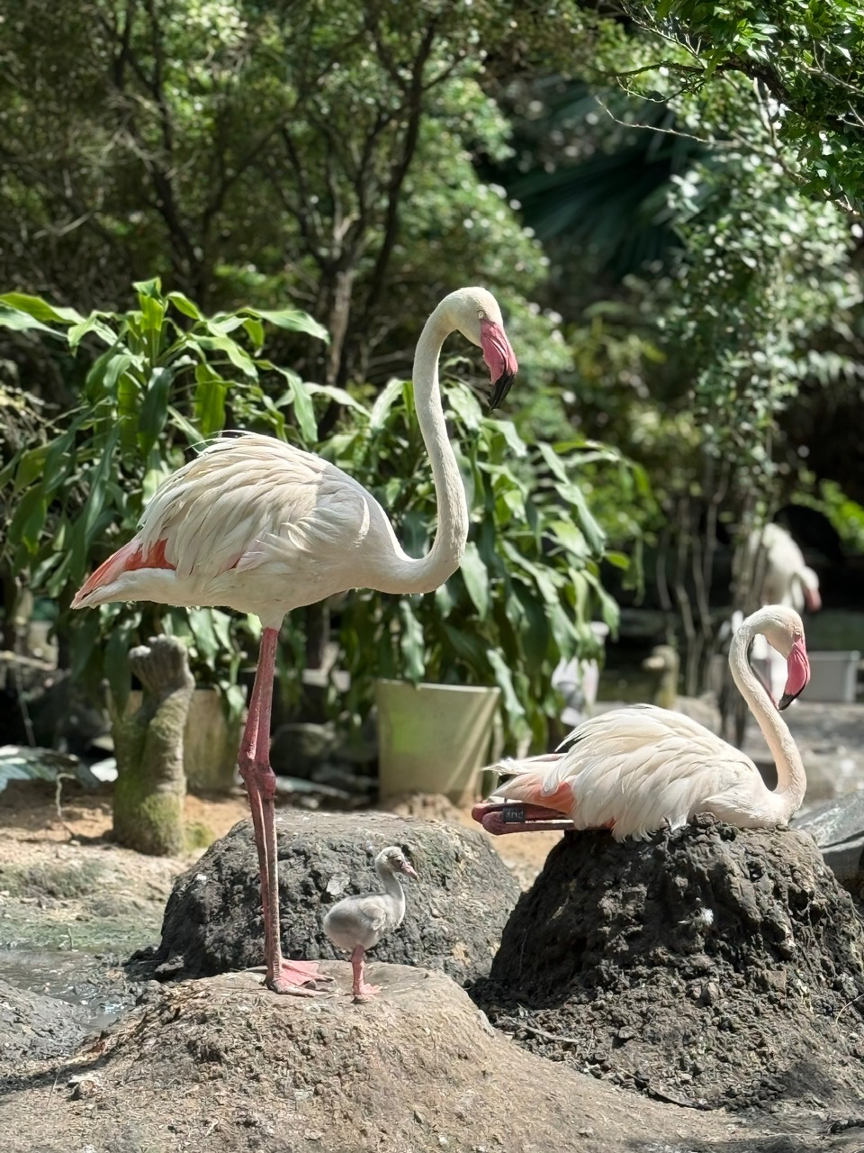 Sau 20 năm, Thảo Cầm Viên Sài Gòn chào đón hồng hạc con đầu tiên ra đời - 1