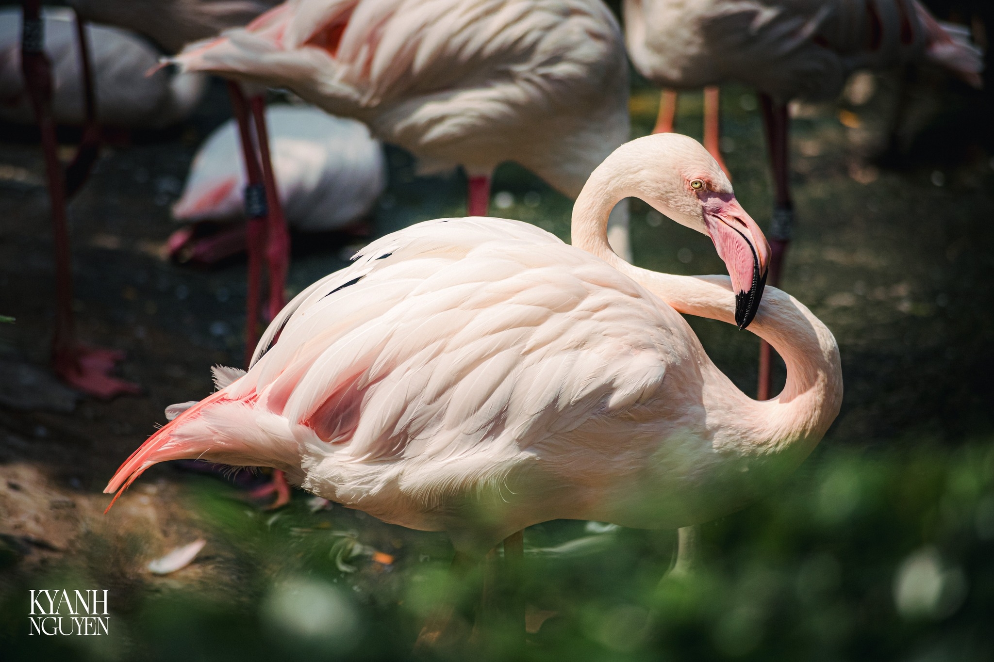 Sau 20 năm, Thảo Cầm Viên Sài Gòn chào đón hồng hạc con đầu tiên ra đời - 2