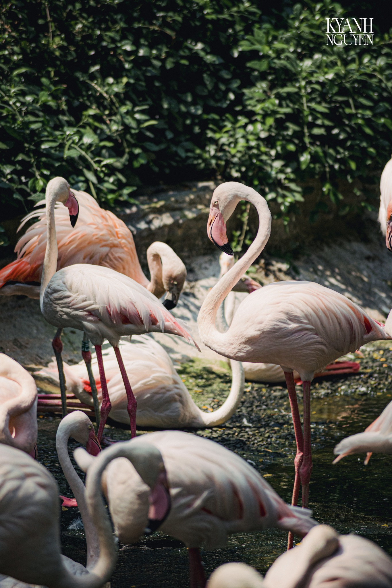 Sau 20 năm, Thảo Cầm Viên Sài Gòn chào đón hồng hạc con đầu tiên ra đời - 3