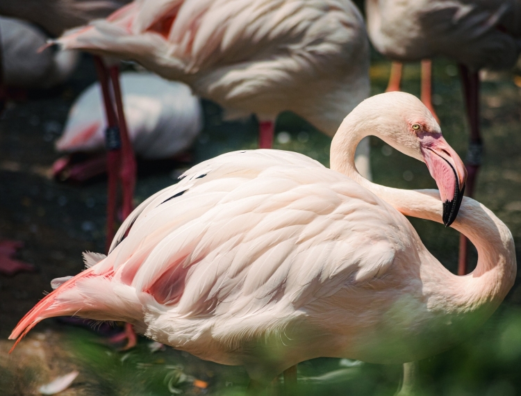 Sau 20 năm, Thảo Cầm Viên Sài Gòn chào đón hồng hạc con đầu tiên ra đời