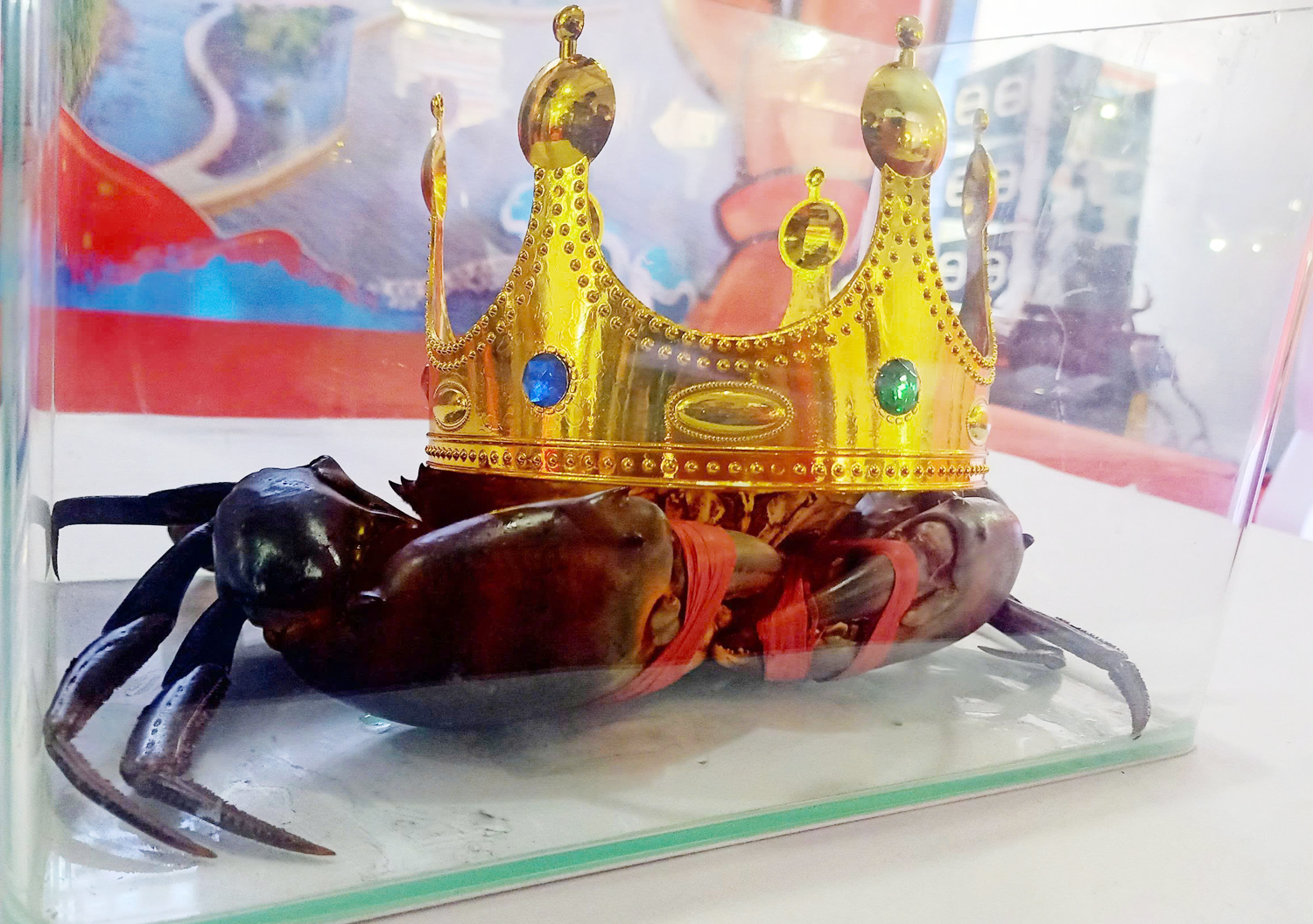 Cua Cà Mau: Hương rừng – Vị biển - 2