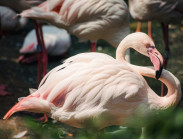 Sau 20 năm, Thảo Cầm Viên Sài Gòn chào đón hồng hạc con đầu tiên ra đời