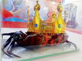  - Cua Cà Mau: Hương rừng – Vị biển