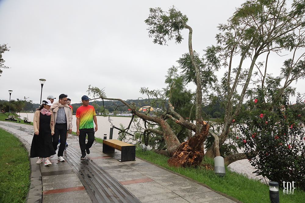 Du khách tiếc nuối khi cây phượng tím đẹp bên hồ Xuân Hương gãy đổ - 1