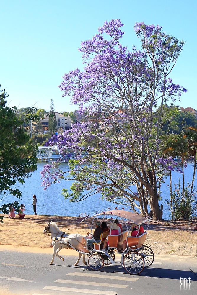 Du khách tiếc nuối khi cây phượng tím đẹp bên hồ Xuân Hương gãy đổ - 2